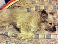 cane paratore